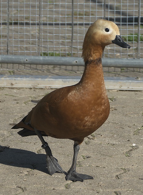 天赋